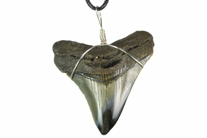 Fossil Megalodon Tooth Necklace #130383